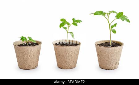 Three cherry tomato seedlings in peat pots arranged in a row from smallest to largest, isolated on white background. Concept of growth, development st Stock Photo