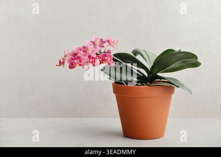 Beautiful pink orchid flowers growing in flower pot on light background, closeup Stock Photo