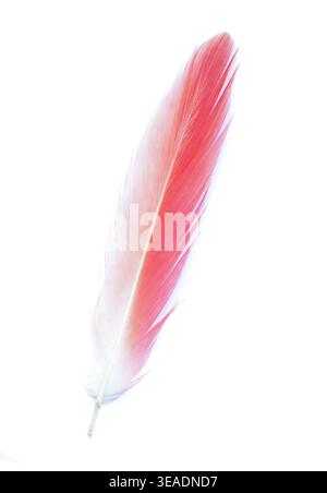 Close up photo of a pink feather of a flamingo isolated on white background Stock Photo