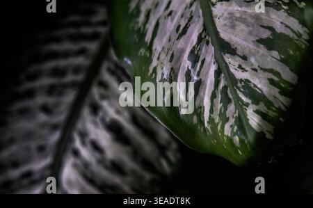 A close up abstract view of a Dumb Cane indoor plant Stock Photo