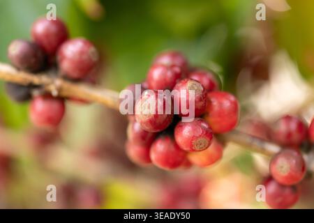 Selective focus close-up of extra large ripe red coffee cherries on branch. High-quality organic coffee beans with beautiful soft bokeh background. Stock Photo