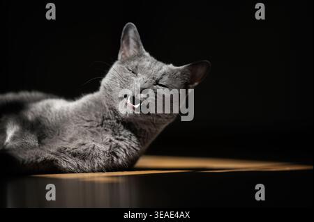 Russian Blue cat with funny grimase lying on floor on sunny spot Stock Photo