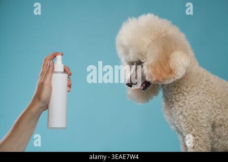The poodle examines a grooming spray bottle held in front of it. The minimal background draws focus to the interaction. Stock Photo