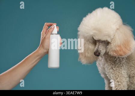 A poodle bows its head near a hand holding a white spray bottle. The gesture appears careful and observant. Stock Photo