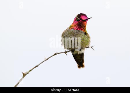 Male anna's hummingbird with iridescent pink head and throat isolated on white sky Stock Photo