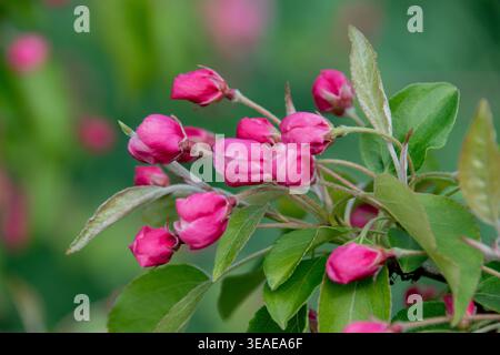 Crab apple trees (Malus) are renowned for their intense pink or red buds in spring. Stock Photo