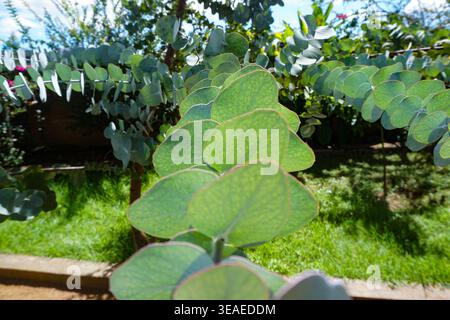 Green eucalyptus leaves growing along branches in a sunlit garden setting, with foliage and grass visible in the background. Stock Photo