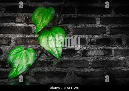 Green leaves climbing up an old brick wall Stock Photo