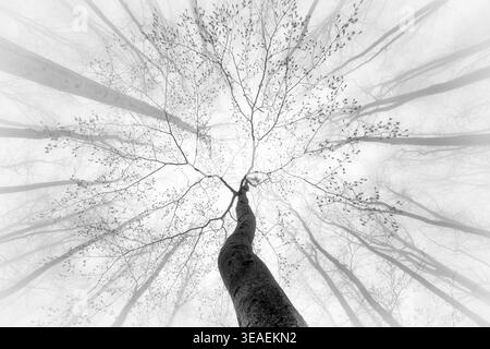 Black and white image of a tree in early leaf bloom viewed from below, surrounded by a misty forest with radiating branches. Stock Photo
