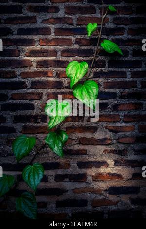 A single vine defies gravity as it climbs a weathered brick wall, its vibrant green leaves glowing against the dark, textured surface. This photograph Stock Photo