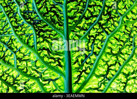 Backlit Savoy cabbage leaf revealing intricate branching veins, glowing vivid green with organic patterns that resemble a natural network of life. Stock Photo