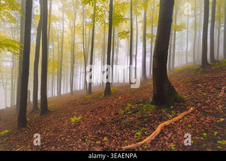 A forest slope wrapped in morning mist, with soft light filtering between the trunks. The image conveys peace, solitude, and harmony with nature. Stock Photo