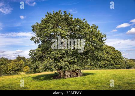 Ancient English oak, nearly 1,000 years old, linked to Judge Wyndham, stands resilient in a sunlit meadow, with its gnarled trunk and broad canopy. Stock Photo
