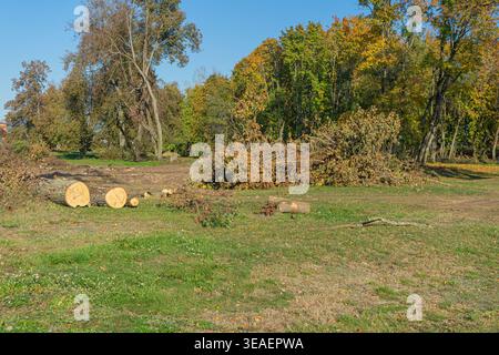 Felled tree trunks and piles of branches in an autumn park after tree felling and clearing. Stock Photo