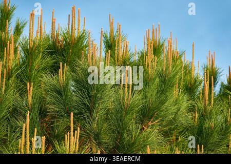 Young Pine Tree Shoots and Needles With New Male Cones Against Clear Blue Sky Stock Photo