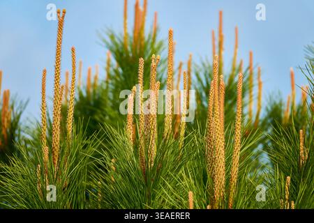 Young Pine Tree Shoots and Needles With New Male Cones Against Clear Blue Sky Stock Photo