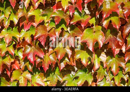Autumn Boston ivy (Parthenocissus tricuspidata) leaves turning vivid red and green, clinging to a sunlit wall in a vibrant seasonal display. Stock Photo