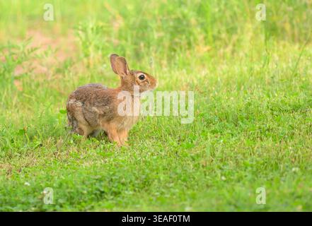Eastern cottontail rabbit sitting in clover in a back yard in summer Stock Photo