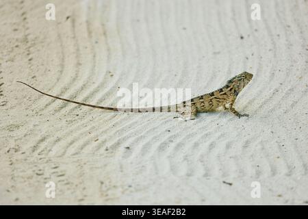 A beautiful multicolored lizard on the white sand of the Maldives island, posing for the camera Stock Photo