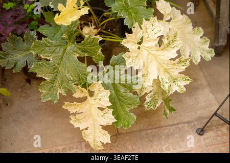 Dieffenbachia seguine leaves with white variegation on a stone floor. Stock Photo