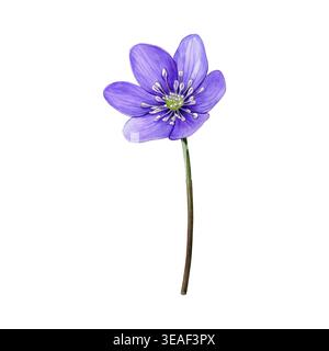 Purple spring flower, anemone hepatica, liverwort. Hand drawn botanical watercolor illustration isolated on white background. Good for prints Stock Photo