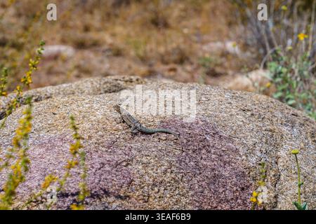 Common Side-blotched Lizard (Uta stansburiana) basking on a large rock in a desert environment. Stock Photo