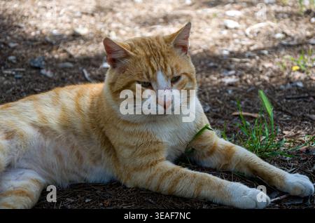 Orange Tabby Cat Lying Outdoors on Dirt Stock Photo