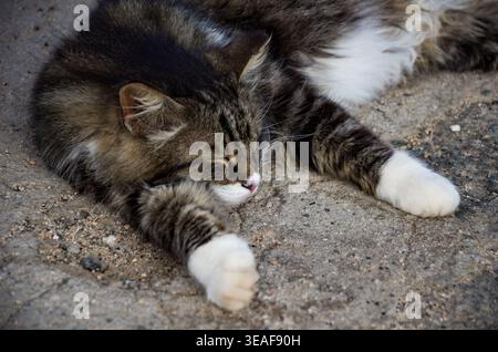 Sleeping Tabby Cat on Concrete Surface Stock Photo