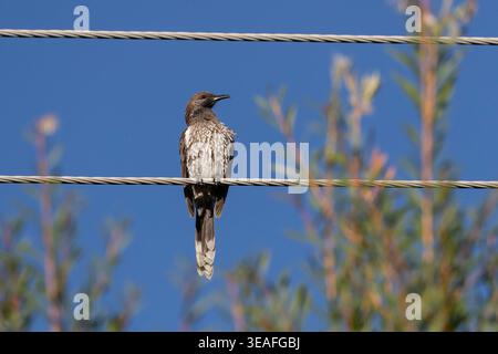 Western Whattlebird. Anthochaera lunulata  perched on a power line, Bickley, Western Australia. Stock Photo