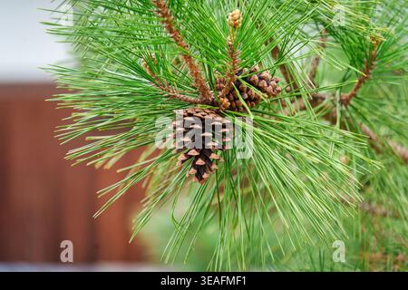 Closeup brown pine cone attached to vibrant green pine needles on tree branch Stock Photo