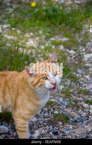 Orange tabby cat meowing outdoors on rocky ground Stock Photo