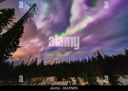 Northern Lights Over Snowy Winter Forest and Night Sky in Alberta Canada Stock Photo