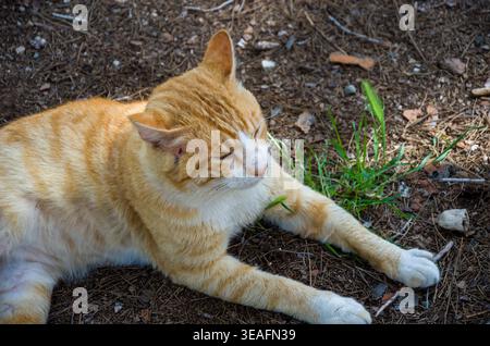 Ginger cat resting outdoors on natural ground Stock Photo