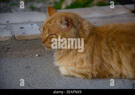 Relaxed Ginger Cat Sitting Outdoors Stock Photo
