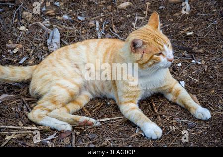 Ginger Tabby Cat Resting Outdoors on Forest Floor Stock Photo