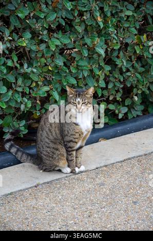Tabby cat sitting on sidewalk near green bush Stock Photo