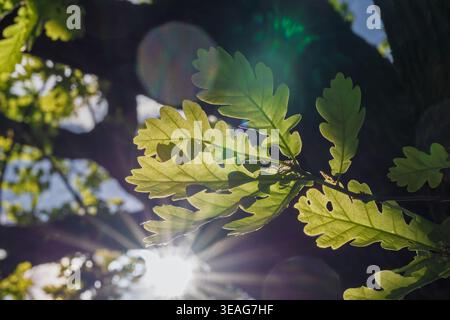 Sunshine illuminating green foliage. Gleaming oak leaves with radiant sunlight shining through branches. Sundrenched oak canopy with shimmering leaves Stock Photo