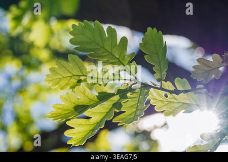 Sunshine illuminating green foliage. Gleaming oak leaves with radiant sunlight shining through branches. Sundrenched oak canopy with shimmering leaves Stock Photo