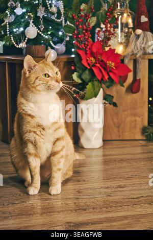 Orange tabby cat sitting on wooden floor near decorated christmas tree, poinsettia flowers and festive ornaments in warm indoor holiday living room. Stock Photo