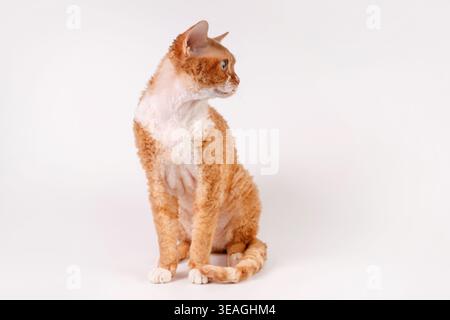 Beautiful red Devon Rex cat with white markings, curly ginger fur and big ears, sitting and gazing right against a pure white background. Studio portr Stock Photo