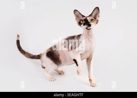 Calico Devon Rex cat, full body shot, curly fur, white tail tip, on white background. Stock Photo