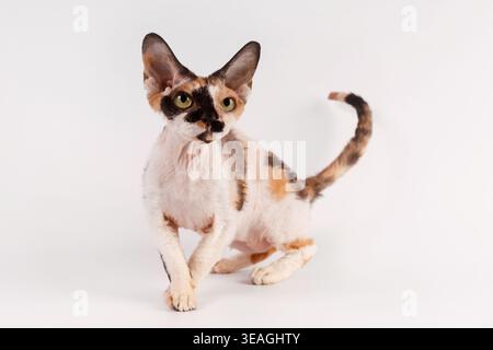 Direct front view of a charming calico Devon Rex cat with large ears and beautiful green eyes, sitting against a flawless white background. Studio sho Stock Photo