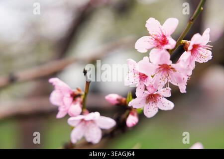 Pink cherry blossoms on tree branch in spring Stock Photo