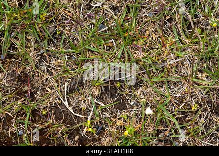Overhead View of Dry, Patchy Grass Texture with Brown Thatch and Dirt Ground Stock Photo