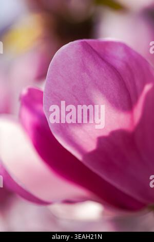 Abstract Shapes With Gentle Gradient Tones. Stylish Background Featuring Delicate Petal Shadows And Smooth Gradient Lighting Effects Stock Photo