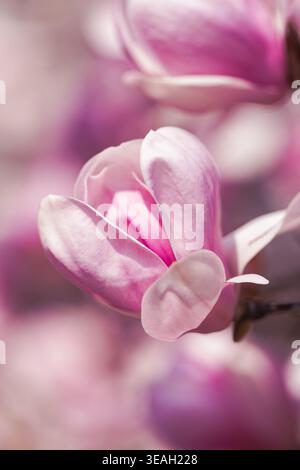 Magnolia Blossom Glow. An Isolated Magnolia Flower Bathed In Gentle Light Showcasing Its Graceful Curves And Vibrant Highlights Stock Photo
