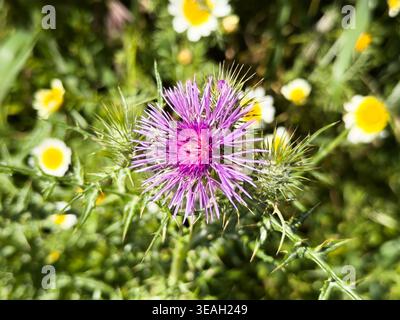 Close up view of a vibrant purple milk thistle flower blooming among sharp green thorns and wild daisies in a sunny meadow Stock Photo