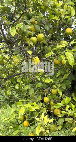 Close up of yellow lemons growing on a tree with dense green leaves in a sunny orchard portugal Stock Photo