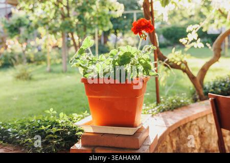 Sunlit Terracotta Pot On Ledge, Vibrant Red Geranium In Clay Container Set On Stacked Bricks, Lush Foliage Backdropped By Blurred Garden, Warm Stock Photo