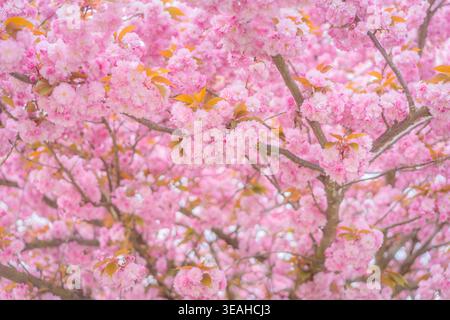 Cherry blossom tree in bloom, Vancouver, Canada. Stock Photo